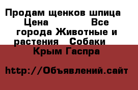 Продам щенков шпица › Цена ­ 20 000 - Все города Животные и растения » Собаки   . Крым,Гаспра